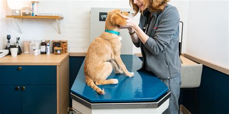 galleria animal clinic|free dog clinic near me.